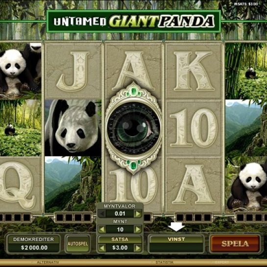 Untamed Giant Panda